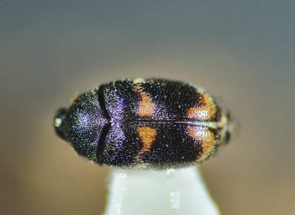 Aporte al país y a la comunidad científica:Joven becaria de Honduras 2020 descubre nueva especie de gorgojo&nbsp;descortezador